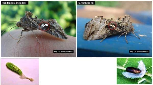 Identificación de defoliadoras y elección de insecticidas. No todo es cuestión de medida - Image 2