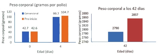 Bases de la nutrición del pollo en la fase de preinicio - Image 1