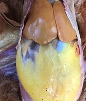 La importancia de la salud del hígado para las aves y las últimas formas de protegerla - Image 1