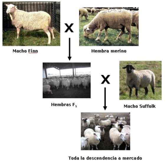  Razas ovinas y su rol en los sistemas de cruzamiento orientados a la producción de carne en la Región de los Lagos - Image 6