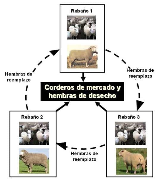  Razas ovinas y su rol en los sistemas de cruzamiento orientados a la producción de carne en la Región de los Lagos - Image 8