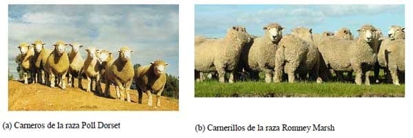  Razas ovinas y su rol en los sistemas de cruzamiento orientados a la producción de carne en la Región de los Lagos - Image 11