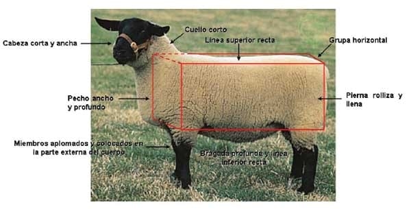  Razas ovinas y su rol en los sistemas de cruzamiento orientados a la producción de carne en la Región de los Lagos - Image 1