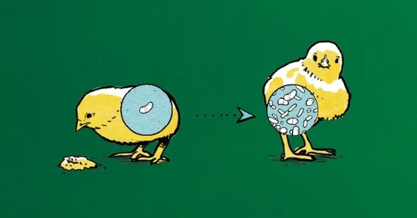 Microbiota pionera y residente: diferencias e importancia - Image 1