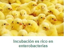 Microbiota pionera y residente: diferencias e importancia - Image 3