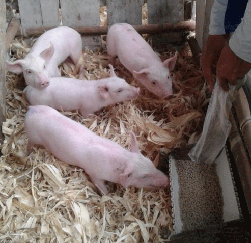 Uso de raciones mini pelletizadas para lechones