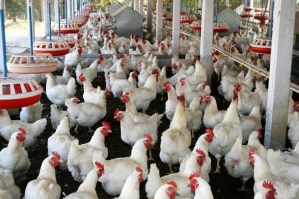 Efecto de la suplementación con Dicosan® sobre la salud intestinal en broilers - Image 1