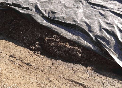 Aplicación de guano de gallinas en pasturas consociadas - Image 3