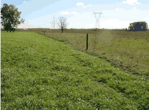 Aplicación de guano de gallinas en pasturas consociadas - Image 6