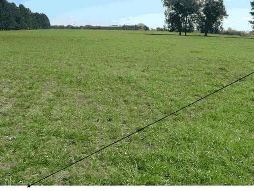 Aplicación de guano de gallinas en pasturas consociadas - Image 10