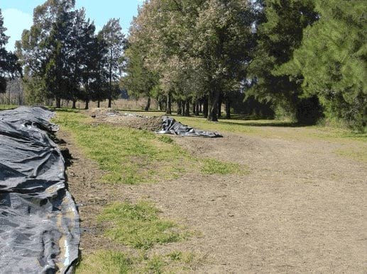 Aplicación de guano de gallinas en pasturas consociadas - Image 2