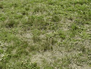 Aplicación de guano de gallinas en pasturas consociadas - Image 4