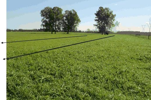Aplicación de guano de gallinas en pasturas consociadas - Image 8