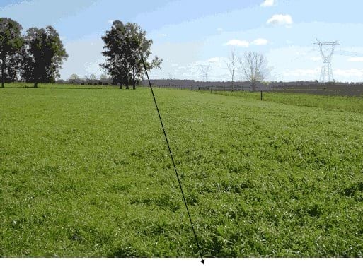 Aplicación de guano de gallinas en pasturas consociadas - Image 7
