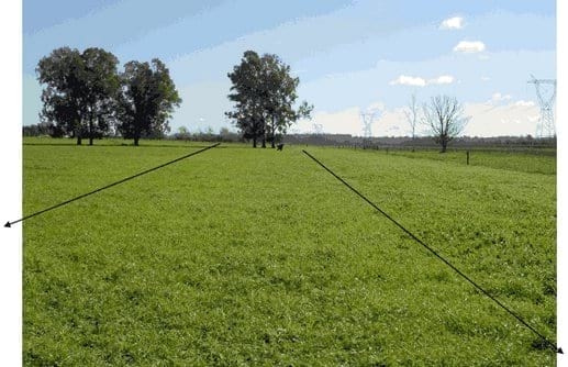Aplicación de guano de gallinas en pasturas consociadas - Image 9