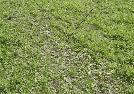 Aplicación de guano de gallinas en pasturas consociadas - Image 11