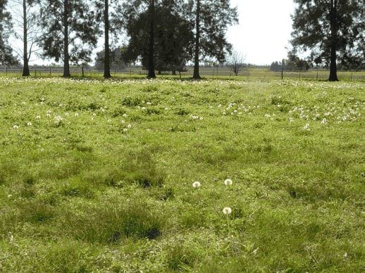 Aplicación de guano de gallinas en pasturas consociadas - Image 5