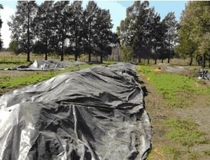 Aplicación de guano de gallinas en pasturas consociadas - Image 1