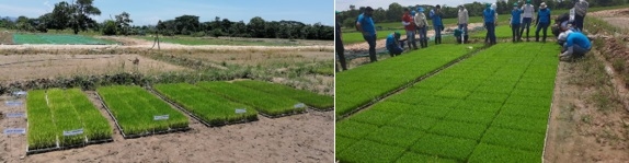 Semilleros para el trasplante mecanizado del arroz. Manejo de Sustratos y densidades de siembra - Image 13