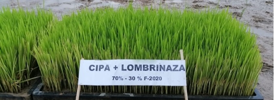 Semilleros para el trasplante mecanizado del arroz. Manejo de Sustratos y densidades de siembra - Image 6
