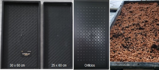 Semilleros para el trasplante mecanizado del arroz. Manejo de Sustratos y densidades de siembra - Image 2