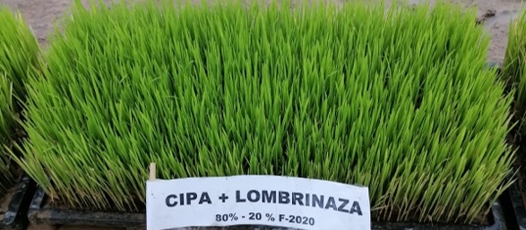 Semilleros para el trasplante mecanizado del arroz. Manejo de Sustratos y densidades de siembra - Image 5