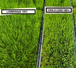 Semilleros para el trasplante mecanizado del arroz. Manejo de Sustratos y densidades de siembra - Image 4
