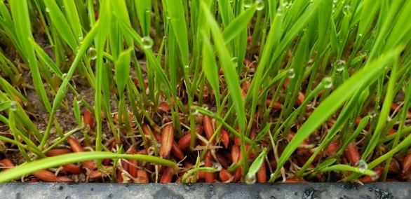 Semilleros para el trasplante mecanizado del arroz. Manejo de Sustratos y densidades de siembra - Image 10