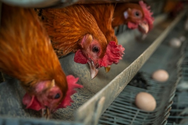 Mejor harina de soya para las ponedoras, misma producción de huevos, pienso más eficaz, menores gastos de alimentación - Image 1
