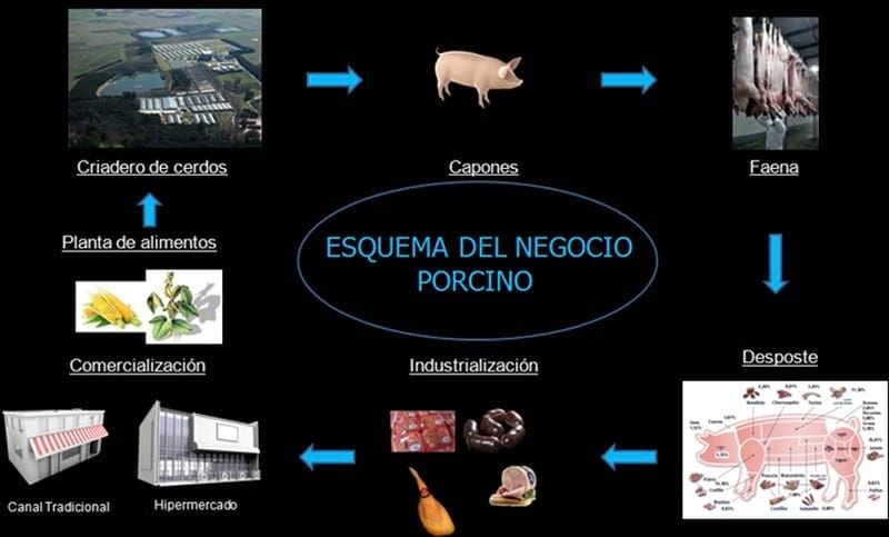Actualidad, tendencia y futuro del Negocio Porcino en Argentina - Image 10