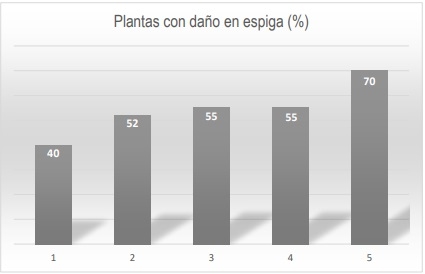 Variación en el control de H. zea con un mismo evento Bt: el caso de los maíces VT Triple Pro - Image 1