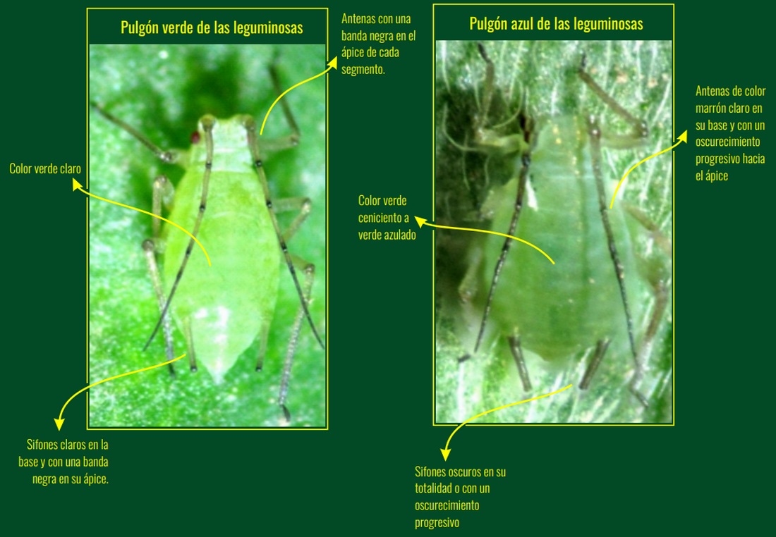 Sistema de alarma de plagas agrícolas: Pulgones en cereales y verdeos - El gorgojo del macollo en trigo - Pulgones en alfalfa - Image 5