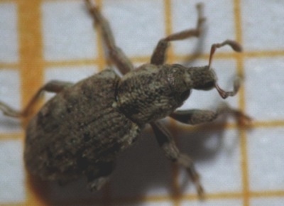 Sistema de alarma de plagas agrícolas: Pulgones en cereales y verdeos - El gorgojo del macollo en trigo - Pulgones en alfalfa - Image 3