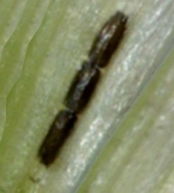 Sistema de alarma de plagas agrícolas: Pulgones en cereales y verdeos - El gorgojo del macollo en trigo - Pulgones en alfalfa - Image 4