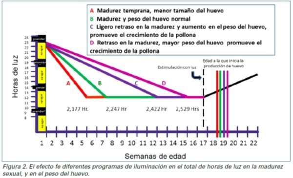 Modificando el tamaño del huevo: principales factores - Image 3