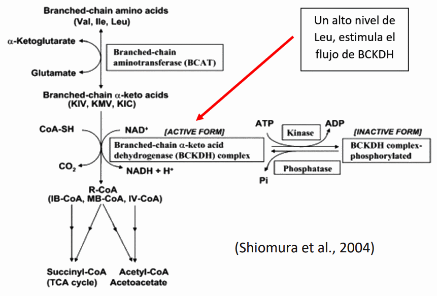 Efecto de altos niveles de leucina en dietas de cerdos - Image 2
