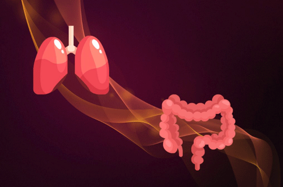El eje intestino-pulmón durante la disbiosis