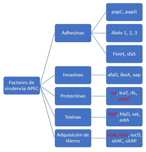Del comensalismo a la patogenicidad: E.coli patogénica aviar (APEC) y su importancia en la en la era de retiro de antibióticos - Image 5