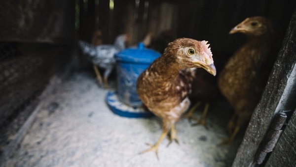 Del comensalismo a la patogenicidad: E.coli patogénica aviar (APEC) y su importancia en la en la era de retiro de antibióticos - Image 1