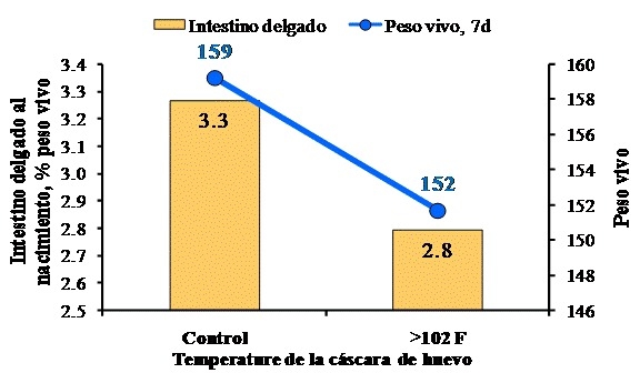 Empastamiento Cloacal en Pollos de Carne - Image 2