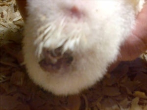Empastamiento Cloacal en Pollos de Carne - Image 1