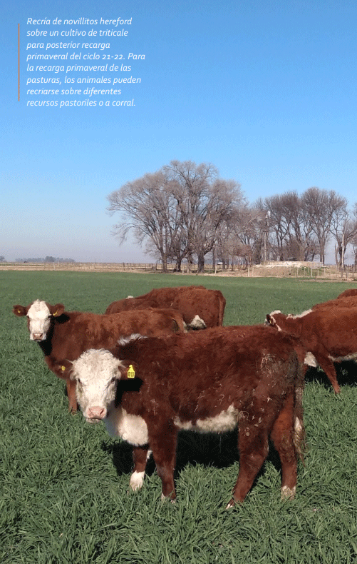 Recría de novillitos hereford sobre un cultivo de triticale para posterior recarga primaveral del ciclo 21-22. Para la recarga primaveral de las pasturas, los animales pueden recriarse sobre diferentes recursos pastoriles o a corral.