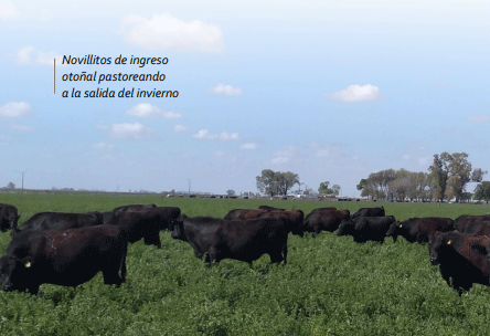 Novillitos de ingreso otoñal pastoreando a la salida del invierno