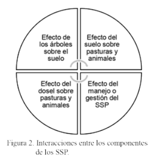 Reflexiones sobre los sistemas silvopastoriles - Image 2