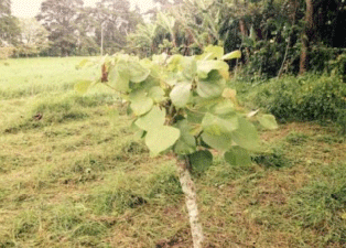 Figura 1. Vista de brotación apical de estacas de Erythrina costarricenses en el sistema silvopastoril intensivo (SSPi) establecido en la Estación Experimental Alfredo Volio Mata, Cartago, Costa Rica. Foto: R. Russo. 
