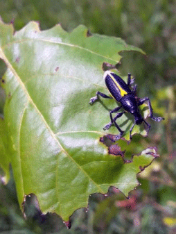 Figura 4. Rhinospathe albomarginata alimentándose de hojas de Erythrina costaricensis. Foto: R. Russo. 