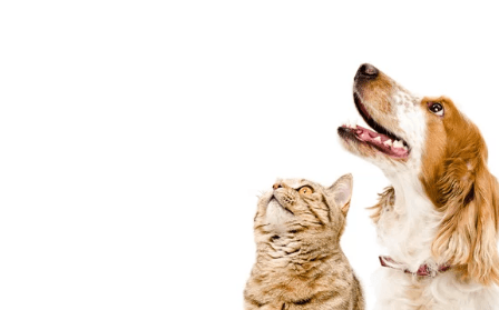 Importancia de las dietas funcionales sobre la MICROBIOTA INTESTINAL y la salud en mascotas - Image 2