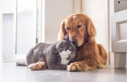 Importancia de las dietas funcionales sobre la MICROBIOTA INTESTINAL y la salud en mascotas - Image 1