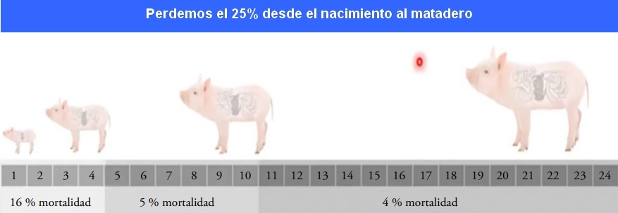 Mejora en el manejo de la cerda para disminuir la mortalidad de lechones - Image 1