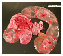 Análisis de puntos críticos en producción ovina de carne. Tercera Parte - Image 5